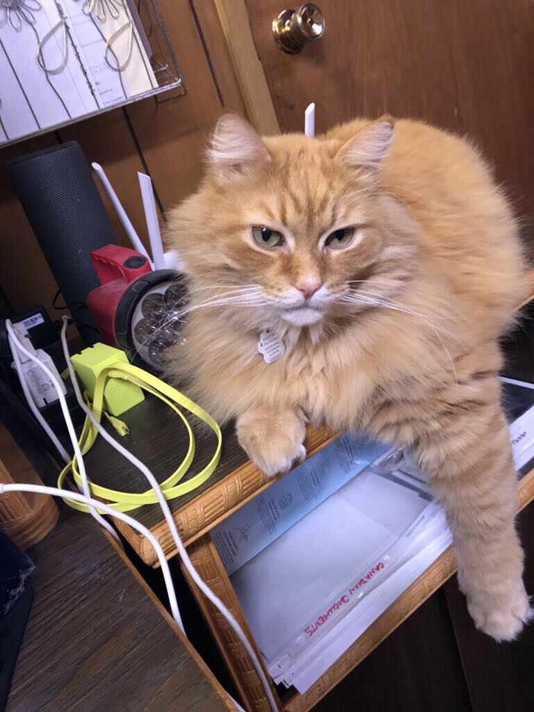 Veterinary recruitment committee continues to improve services to animals