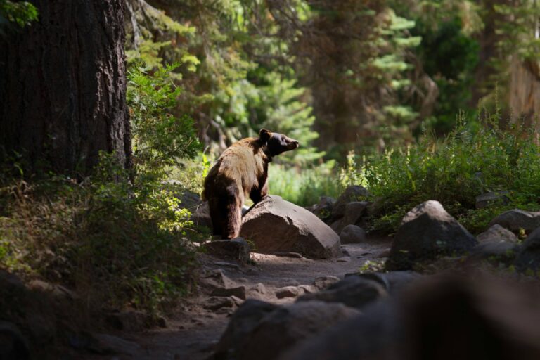 The cold, snowy winter might mean bears emerge from hibernation later than usual